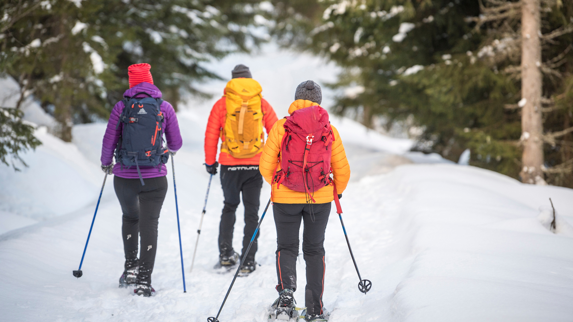 Kongevegen Vinter 2018 FBF 03235 Foto Yngve Ask